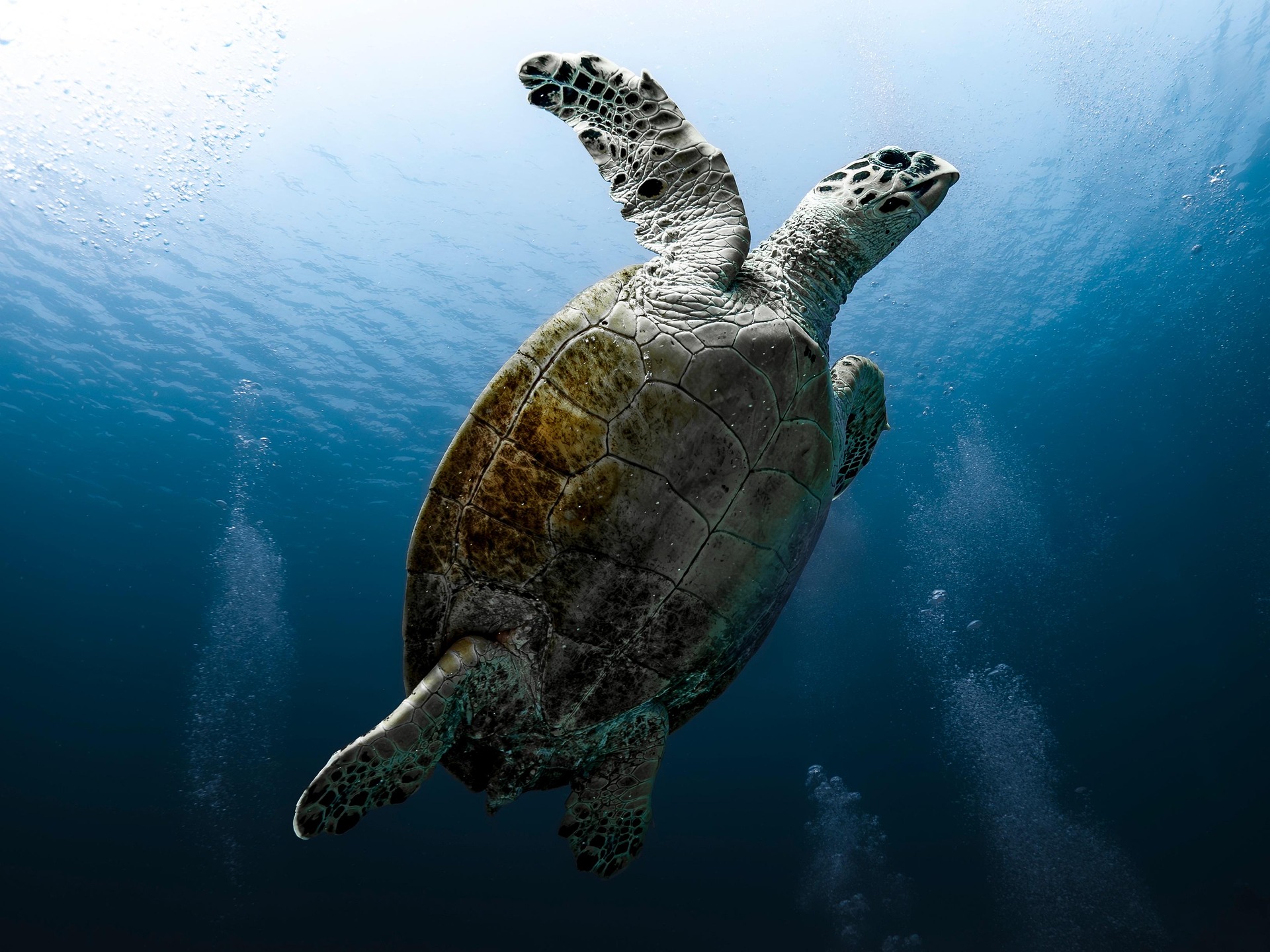Sea Turtle Watching Near Tangalle How to Visit Responsibly