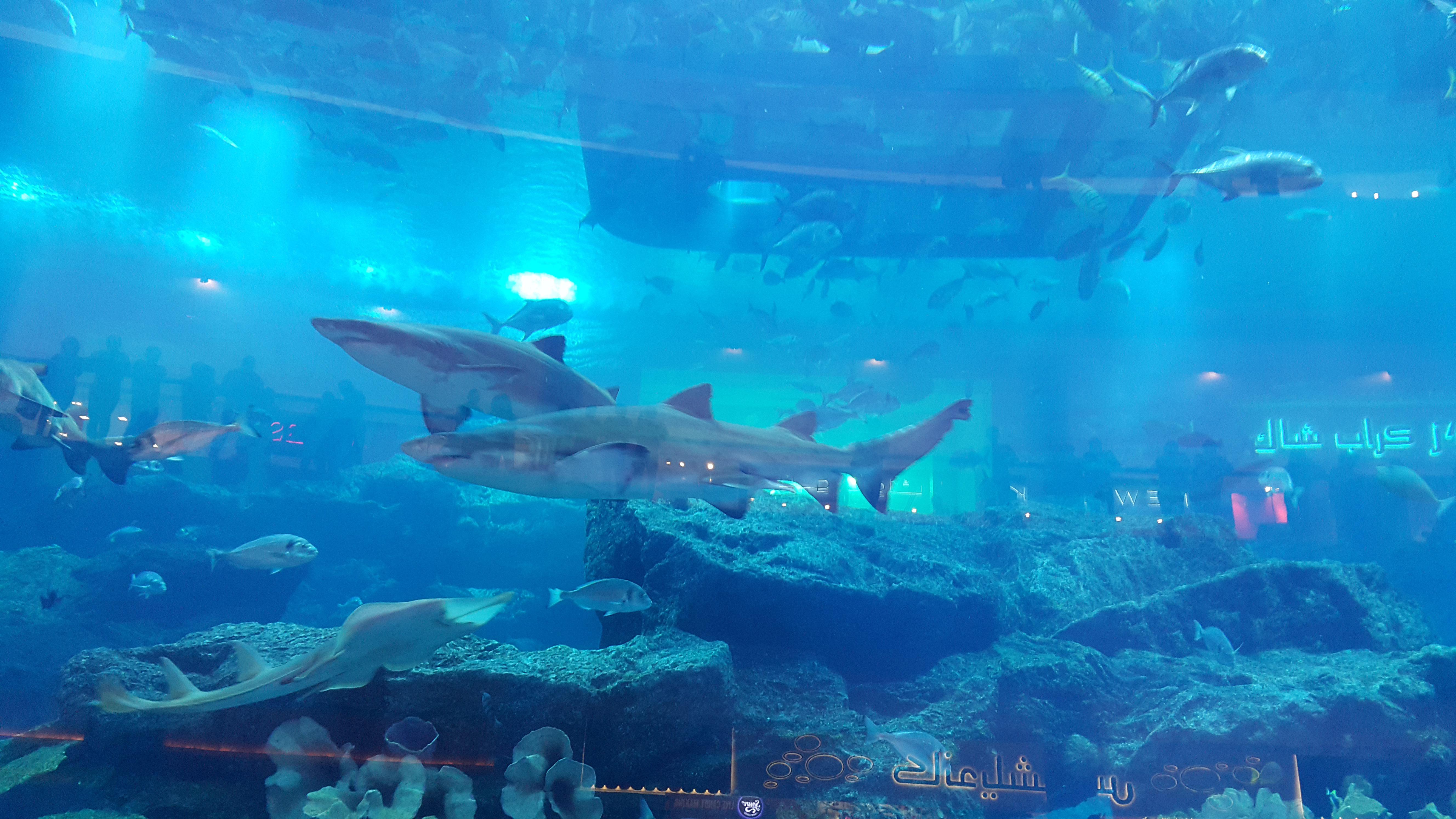 Dubai With Kids Indoor Activities for Hot Days Malls Museums and Play Spaces