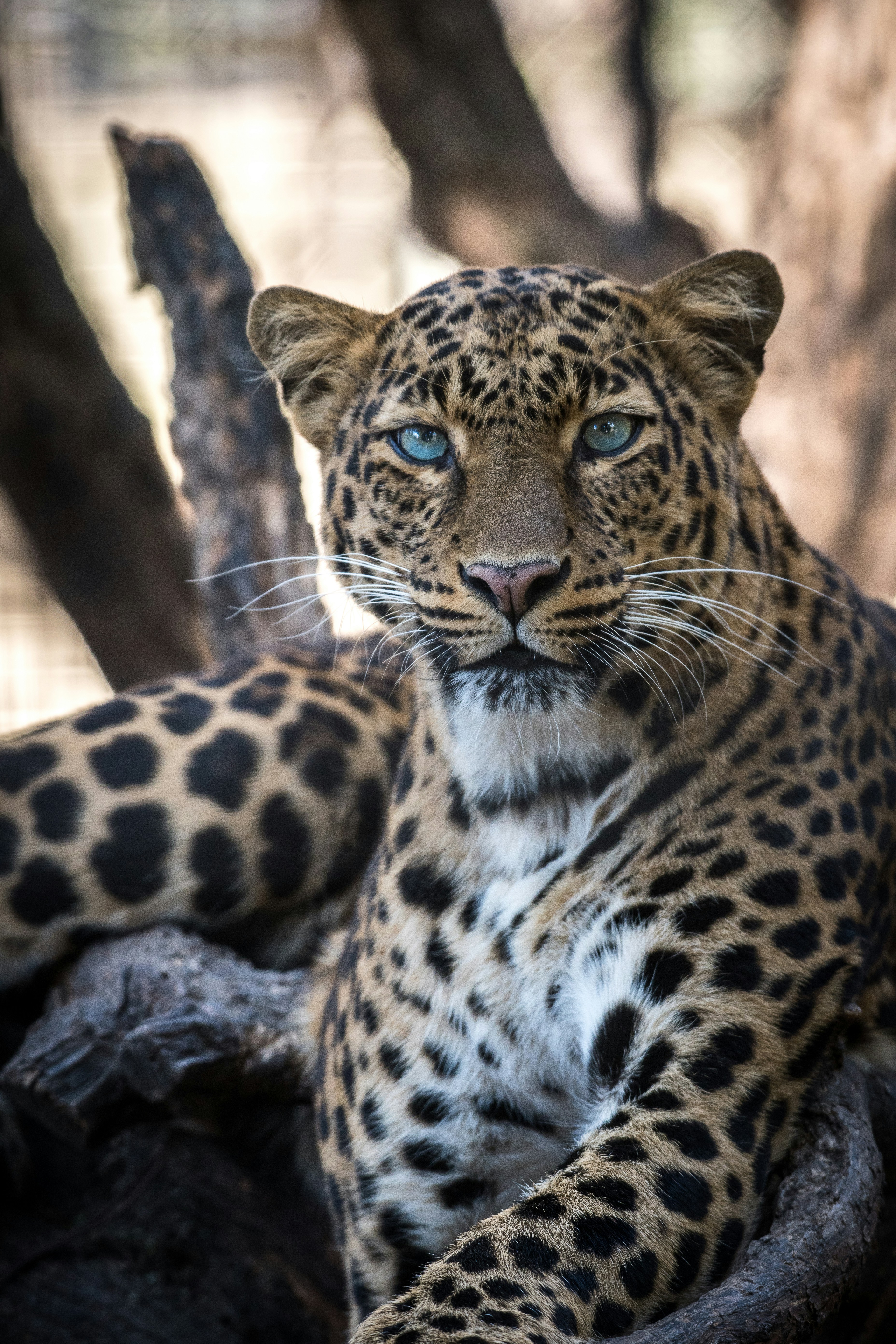 Sri Lanka's Wildlife: A Guide to the Island's Iconic Animals and National Parks