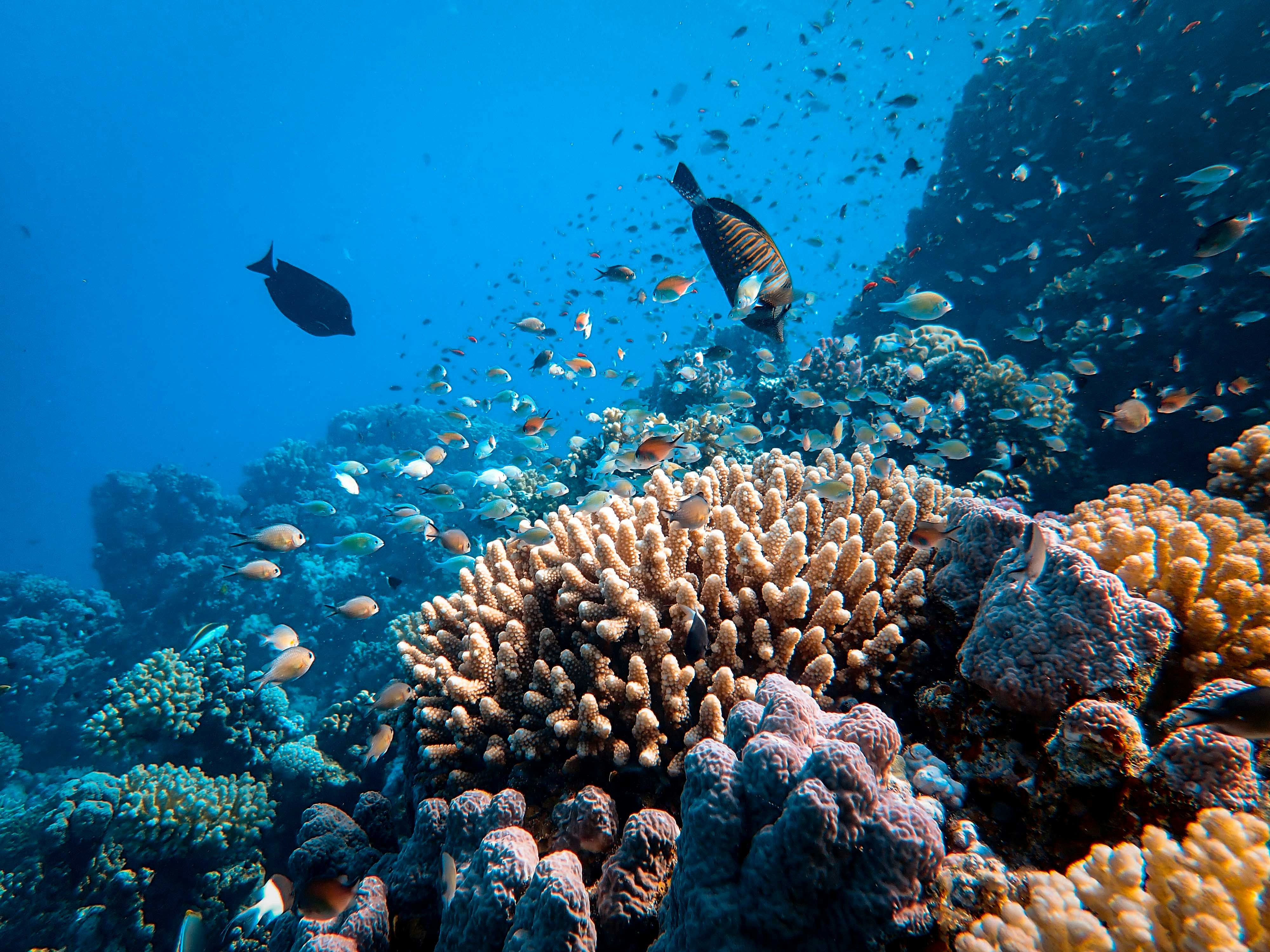 Why Marine Conservation Experiences Are Becoming a Must Have for Travellers