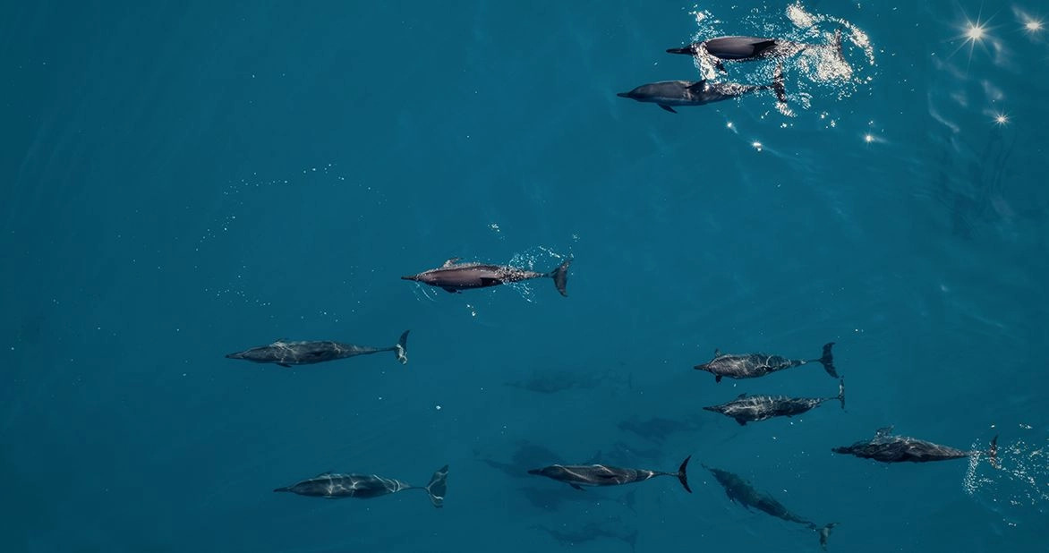Best Maldives Resorts for Dolphin Watching and Marine Life Encounters in the Maldives