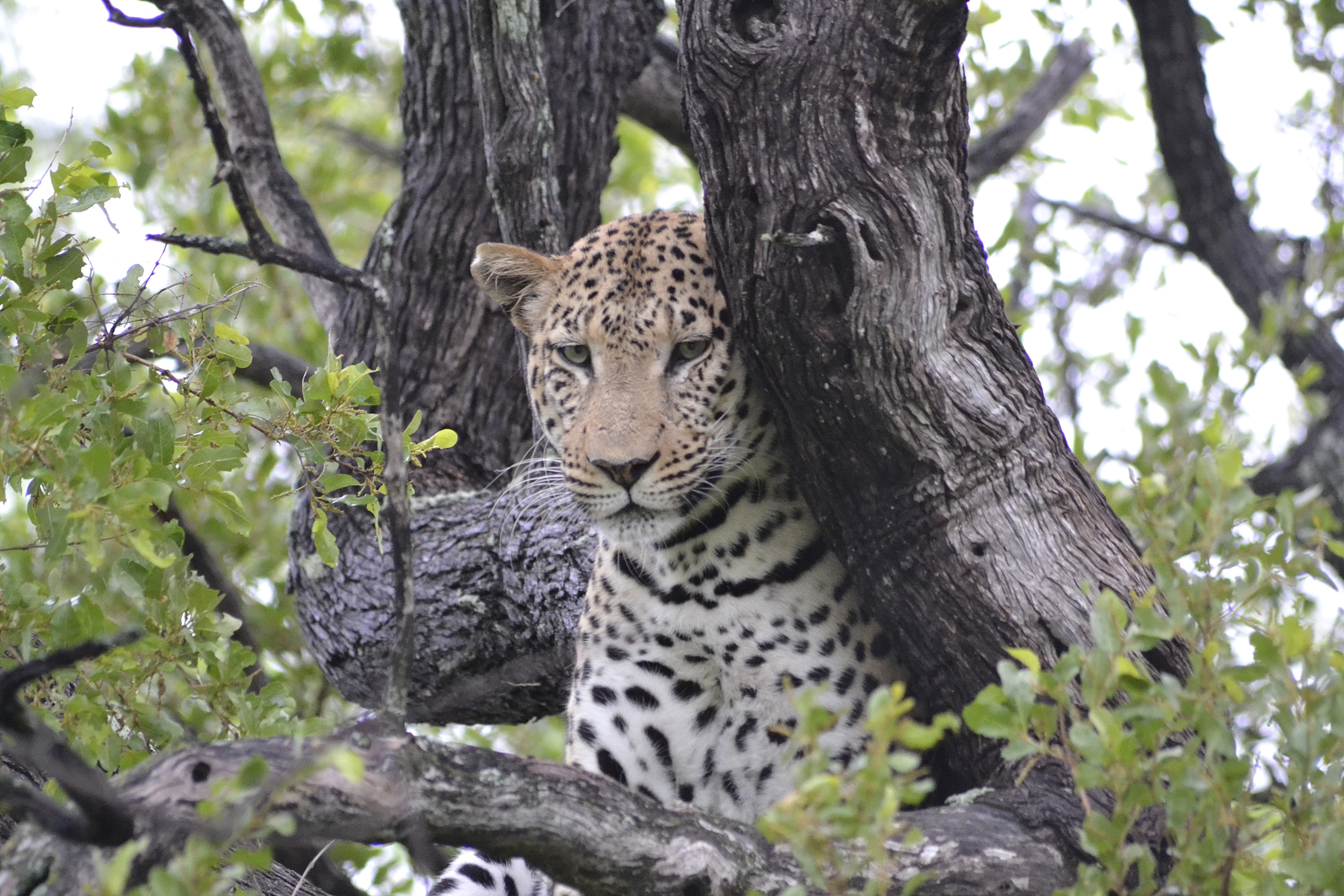 A Couples Guide to Responsible Wildlife Encounters in Botswana