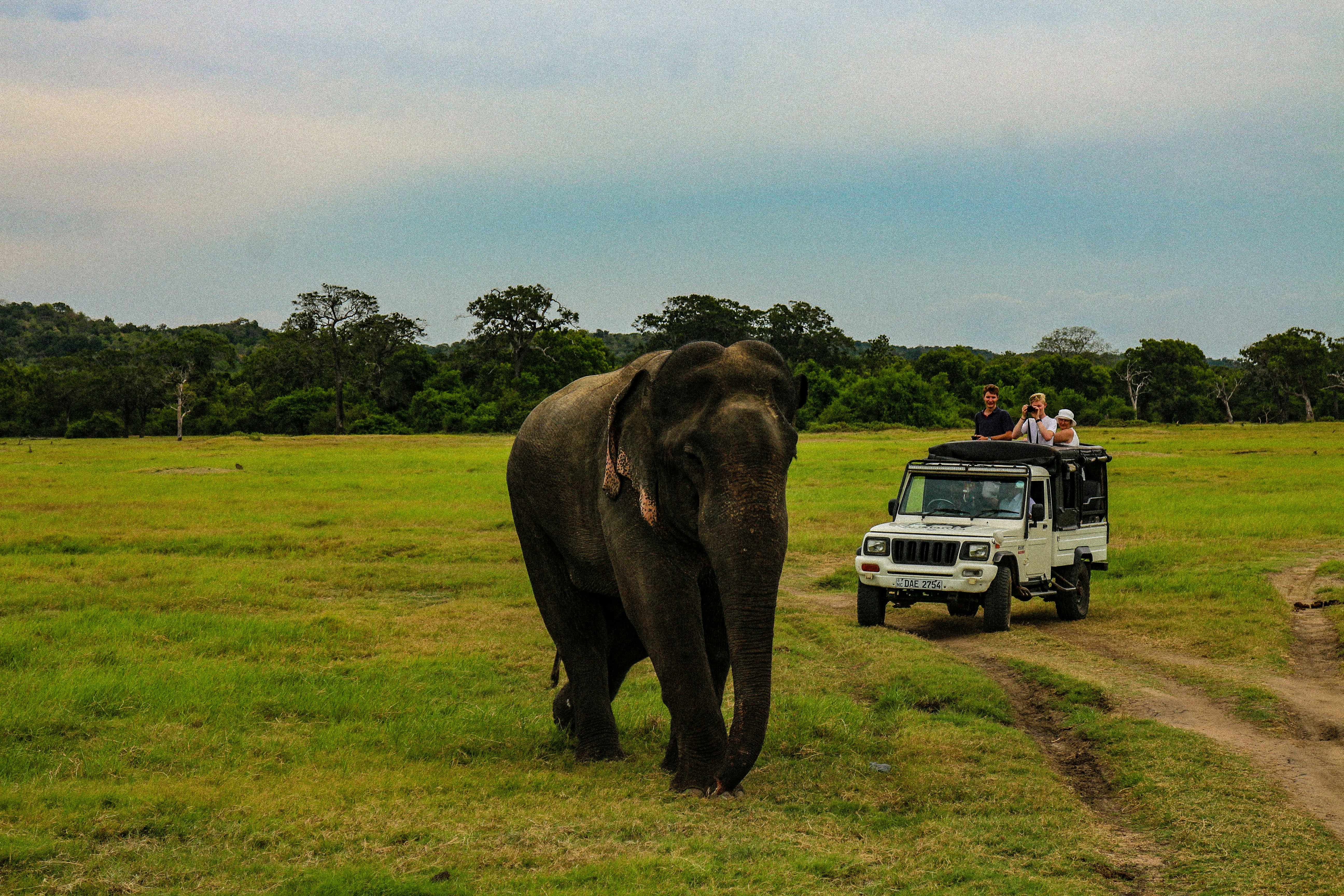 A Guide to Ethical Elephant Experiences Around Sigiriya
